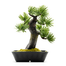 145-1/A-BONSAI Mini Moyogi