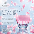 158-1/Shiina Kiriko Sakura Saku Series