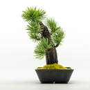 145-1/A-BONSAI Mini Moyogi