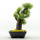 145-1/A-BONSAI Mini Moyogi