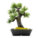 145-1/A-BONSAI Mini Moyogi