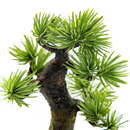 145-1/A-BONSAI Mini Moyogi