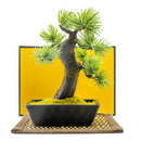 145-1/A-BONSAI Mini Moyogi