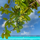 HONUA Surfrider Hair and Skincare of Natural Origin from Okinawa - Kurumira Shop