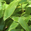 Daiwa BRI Sasa no Megumi Natural Moisture Creamy Gel for Sensitive Skin - Made with Japanese Herb (Kumasasa), Similar to Matcha  - Made in JAPAN - Kawasaki City Store