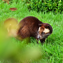 Kopi Luwak – The World's Rarest Coffee (200g / 500g) - Kurumira Shop