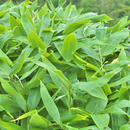 DAIWA BRI Kumazasa Green Clay Mask - Made with Japanese Herb (Kumazasa) Similar to Macha (Green tea) - Kawasaki City Store