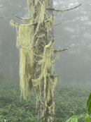 Daiwa BRI Sasa no Megumi Natural Moisture Creamy Gel for Sensitive Skin - Made with Japanese Herb (Kumasasa), Similar to Matcha  - Made in JAPAN - Kawasaki City Store