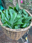 Daiwa BRI Sasa no Megumi Natural Moisture Creamy Gel for Sensitive Skin - Made with Japanese Herb (Kumasasa), Similar to Matcha  - Made in JAPAN - Kawasaki City Store