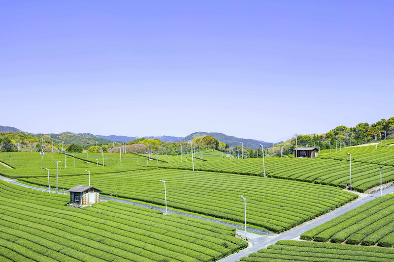 ONE WORLD Organic Japanese Black Tea 2g × 10 Bags - Kurumira Shop