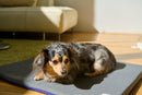 Terra Pet Sheets: Pet health items that generate terahertz far-infrared radiation - Kurumira