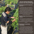 Hinata Moringa Powder, 100% Pure from Miyazaki, Japan (25g/50g) - Kurumira Shop