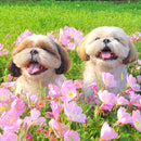 KEIWA Premium Pet Shampoo Microfoam Sensitive Skin Dog Cat 500ml/300ml - KEIWA