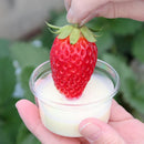 Hokkaido Condensed Milk 400g Tube Bottle Hokunyu Inc.send from Hakodate Japan