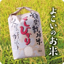 [2024 New Harvest] Omi Rice (Koshihikari) 5kg – Premium Japanese Rice, Ready to Cook - Kurumira Shop