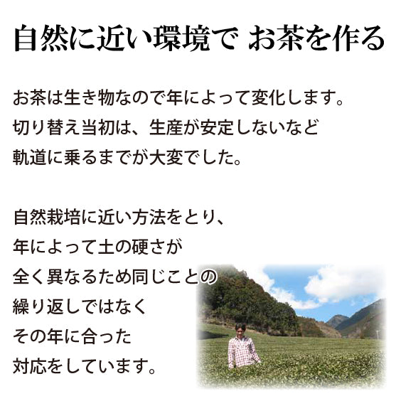 Hagiri Japanese Tea Bag Series – First Flush & Premium Blends Matcha hoji - Shizuoka City