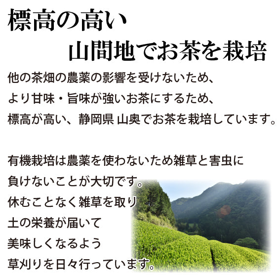 Hagiri Japanese Tea Bag Series – First Flush & Premium Blends Matcha hoji - Shizuoka City