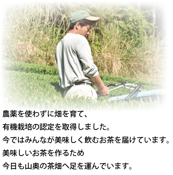 Hagiri Japanese Tea Bag Series – First Flush & Premium Blends Matcha hoji - Shizuoka City