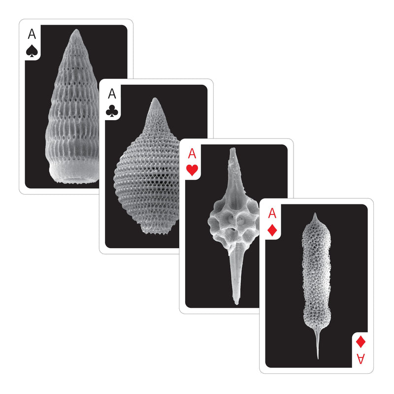Radiolaria Playing Cards with Fossil Images - Shizuoka City