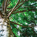 MASHUU Natural Hiba Multi-Purpose Deodorizing Spray - Kawasaki City Store