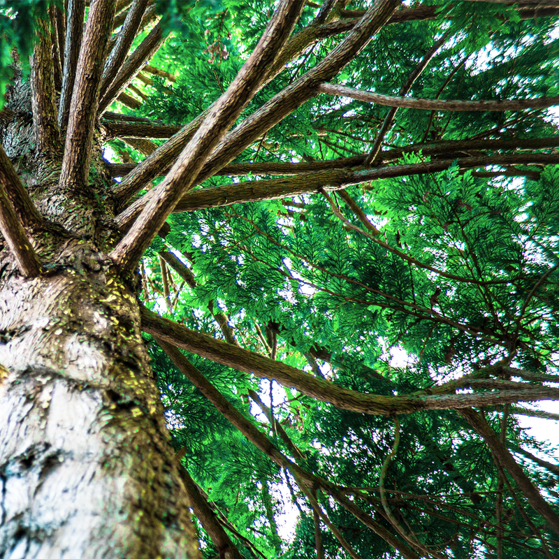 MASHUU Natural Hiba Multi-Purpose Deodorizing Spray - Kawasaki City Store