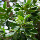 HONUA Surfrider Hair and Skincare of Natural Origin from Okinawa - Kurumira Shop