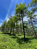 Daiwa BRI Sasa no Megumi Natural Moisture Creamy Gel for Sensitive Skin - Made with Japanese Herb (Kumasasa), Similar to Matcha  - Made in JAPAN - Kawasaki City Store