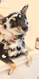 KEIWA Premium Pet Shampoo Microfoam Sensitive Skin Dog Cat 500ml/300ml - KEIWA