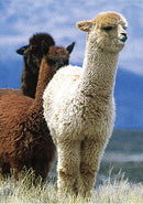 100% Alpaca Wool Shawl Collar Cardigan (M, L) - Kurumira Shop